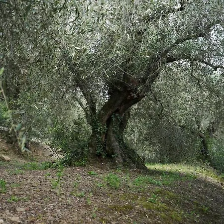 Il Pianolo Perinaldo