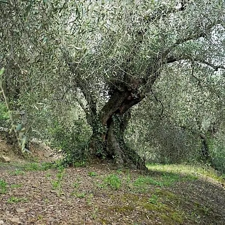 Il Pianolo Bed and breakfast Perinaldo