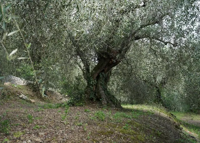 Il Pianolo Perinaldo